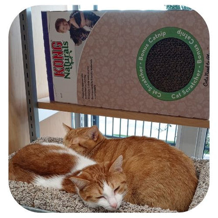 Cat Food & SuppliesMuddy Puppy two orange cats sleeping in a catnip cat house