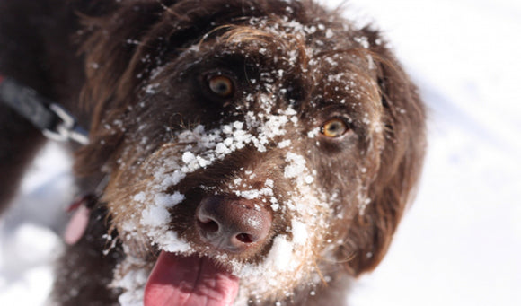 How Long Should Pets Be Outdoors In Winter