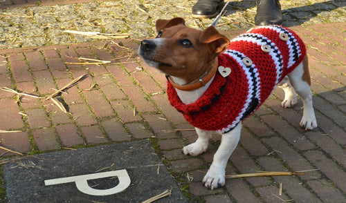 Winter Clothes for Dogs