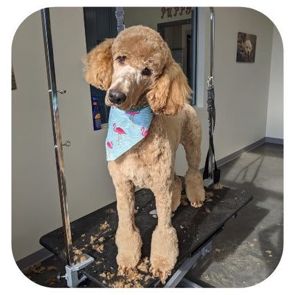 GroomingMuddy Puppy Grooming Client Poodle